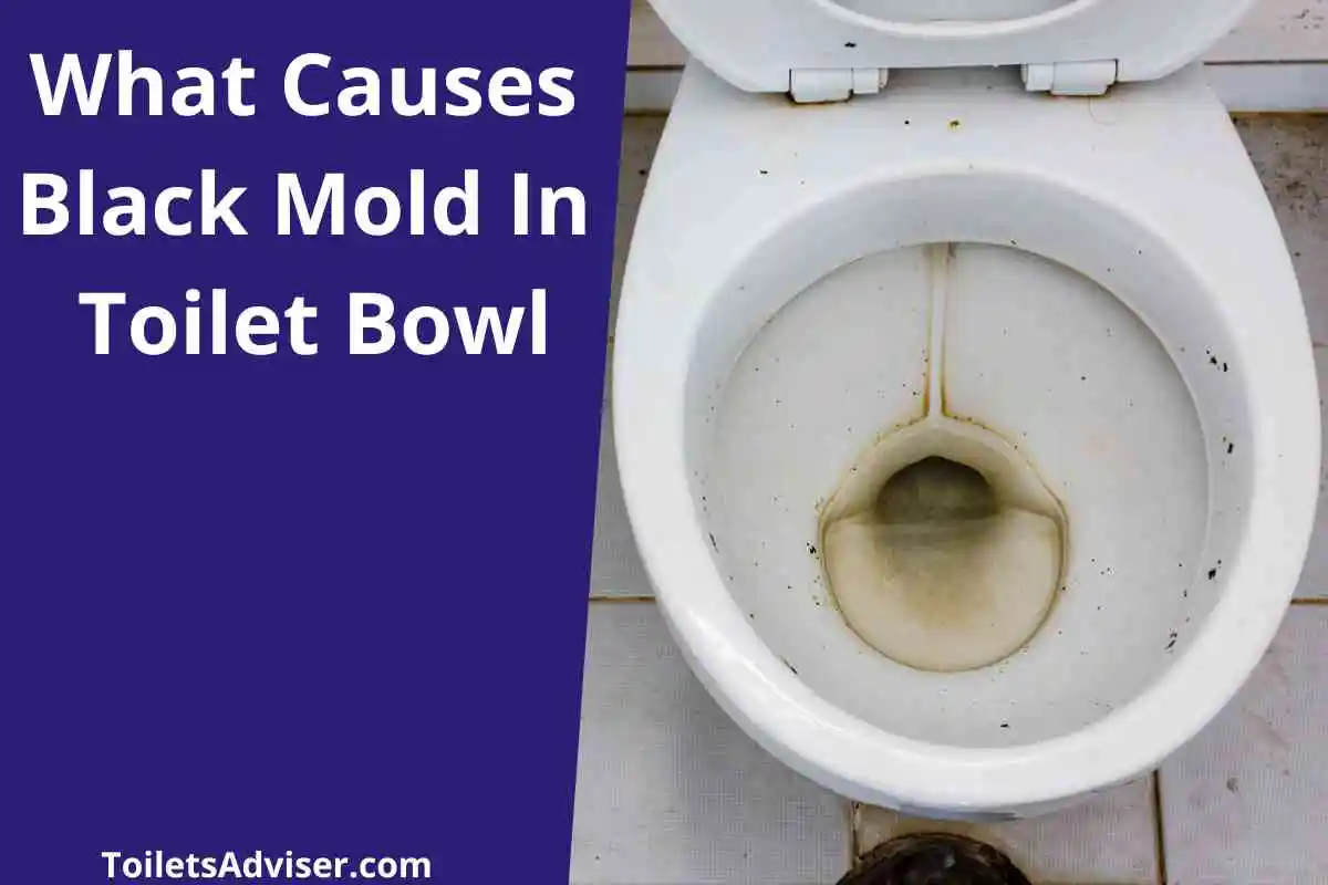 What Causes Black Mold in Toilet Bowl